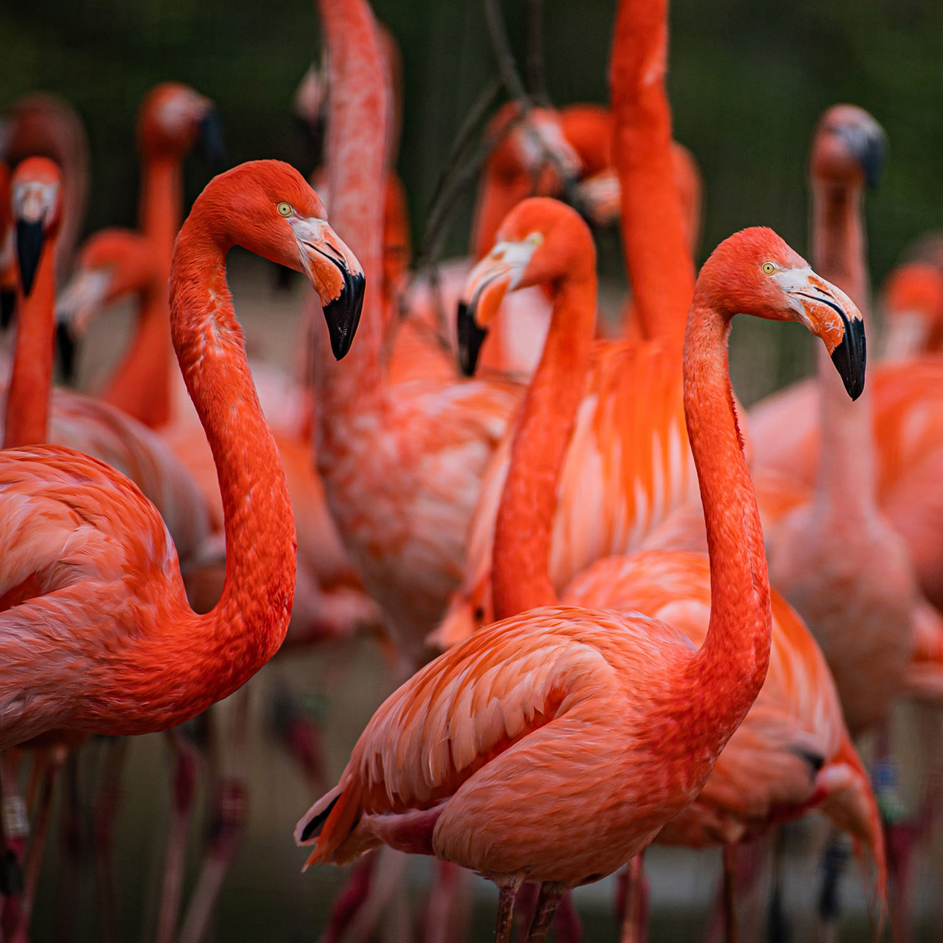 Caribbean flamingos at Chester Zoo