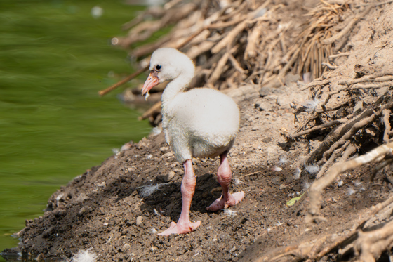 Caribbean Flamingo Chick 4