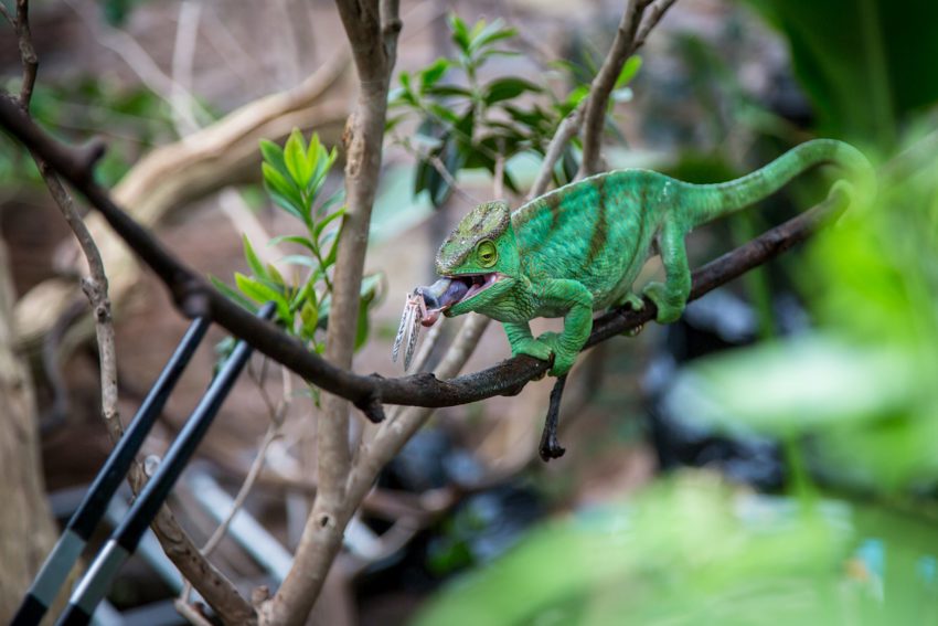 Chameleon Being Fed