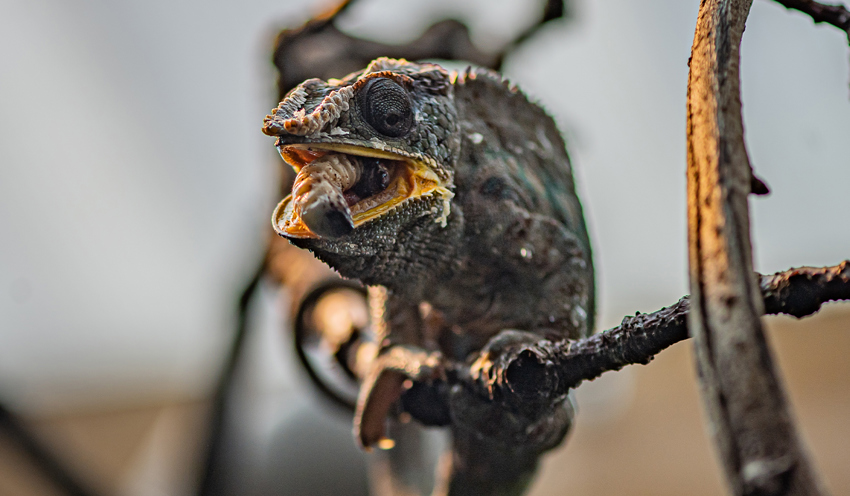 Chameleon Eating A Grub