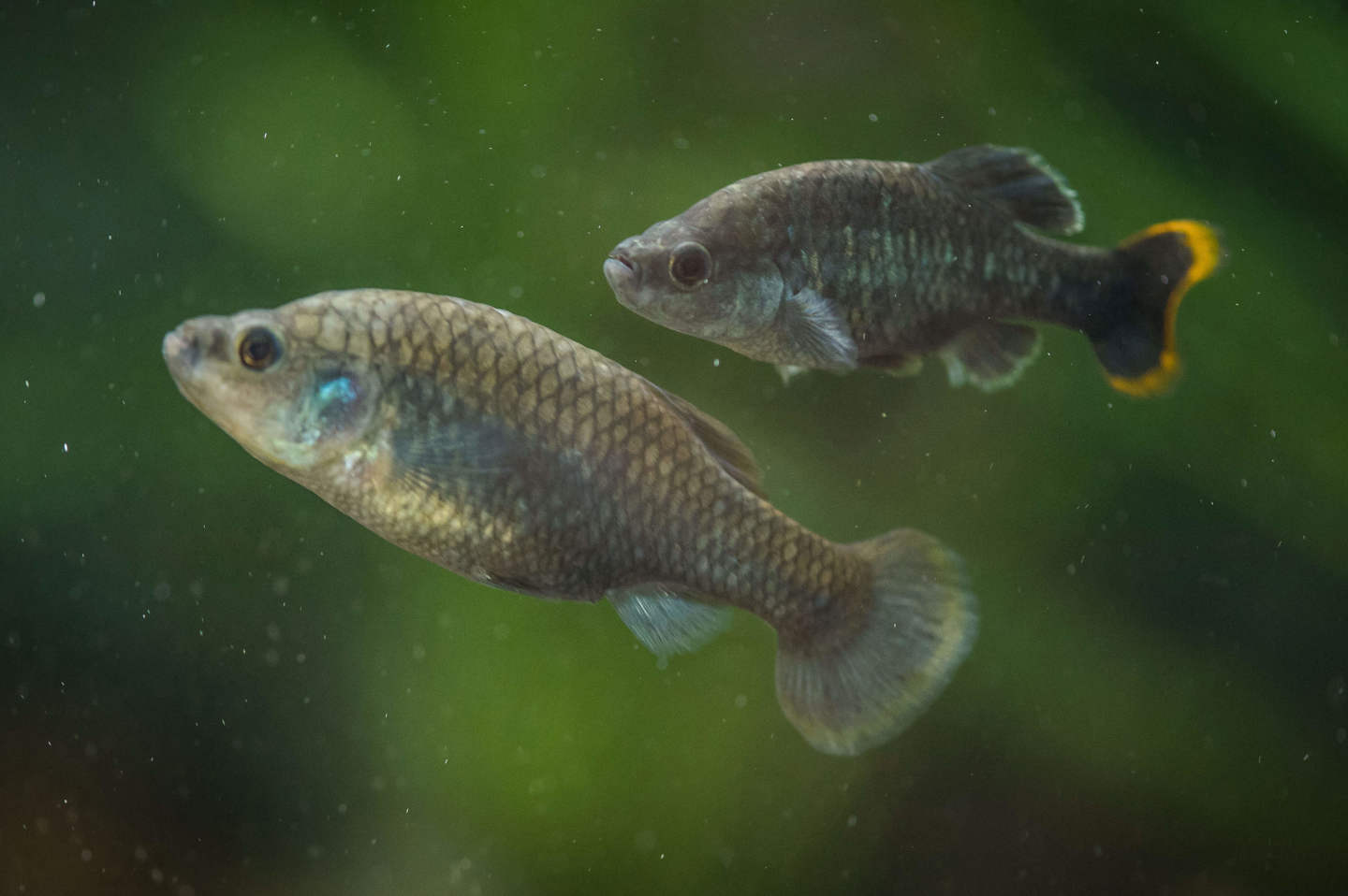 Chester Zoo Helps ‘Extinct Tequila Fish’ To Make A Comeback In Mexico (21) (1)