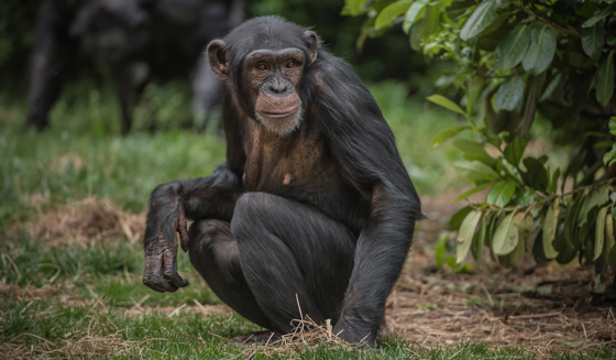 Chimpanzee In The Zoo