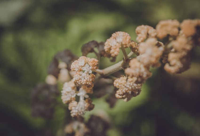 Close Up Of A Orange Flowered Plant