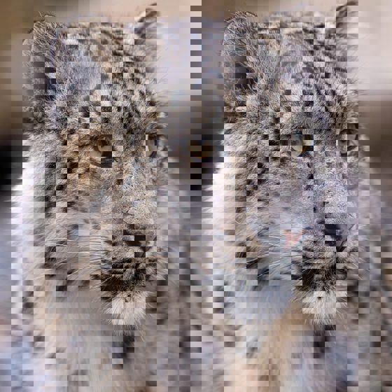 Close Up Of A Snow Leopards Face