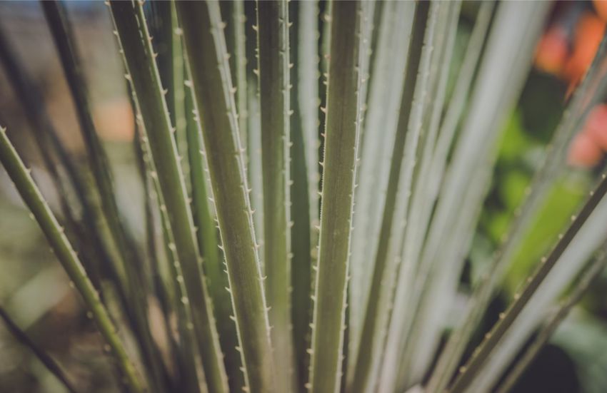 Close Up Of A Succulent