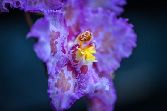 Close Up Of An Orchid