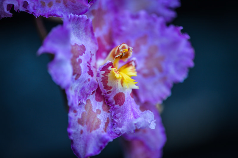 Close Up Of An Orchid
