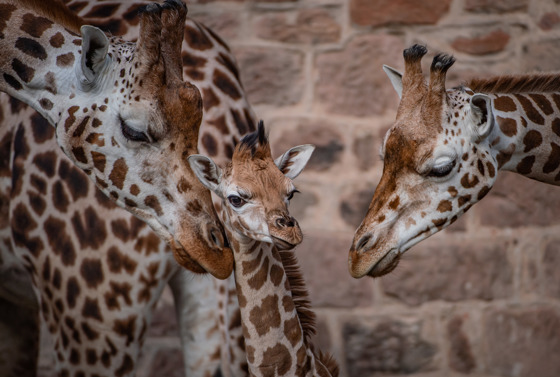 Close Up Of Baby Giraffe With Mum And Another