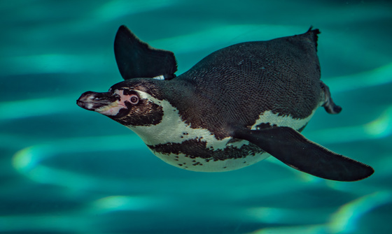 Close Up Of Penguin Swimming