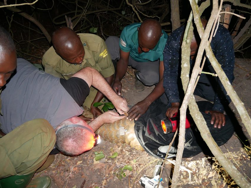 Conservationists At CZ Carried Out The Worlds First Radio Tagging Of A Giant Pangolin In Uganda