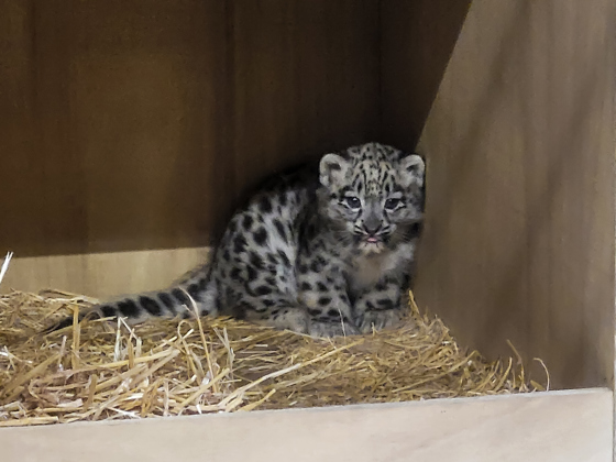 Conservationists Celebrate As First Ever Snow Leopard Cub Is Born At Chester Zoo3