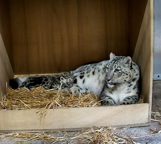 Conservationists Celebrate As First Ever Snow Leopard Cub Is Born At Chester Zoo