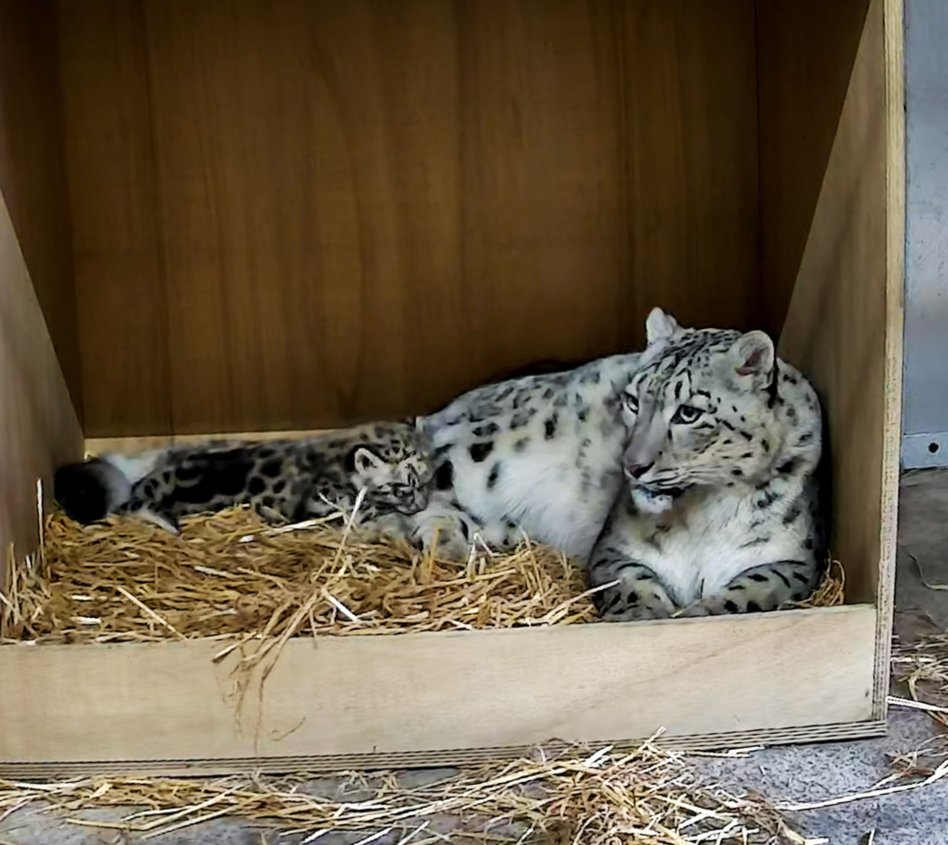 Conservationists Celebrate As First Ever Snow Leopard Cub Is Born At Chester Zoo