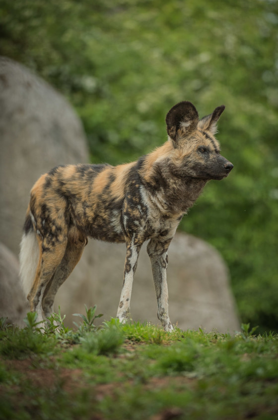 Copy Of Painteddogs 14 (2)