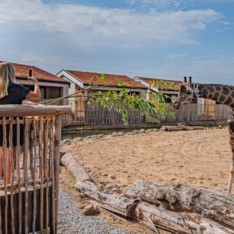 Copy Of !The Reserve At Chester Zoo Is Set To Welcome Its First Guests This August17