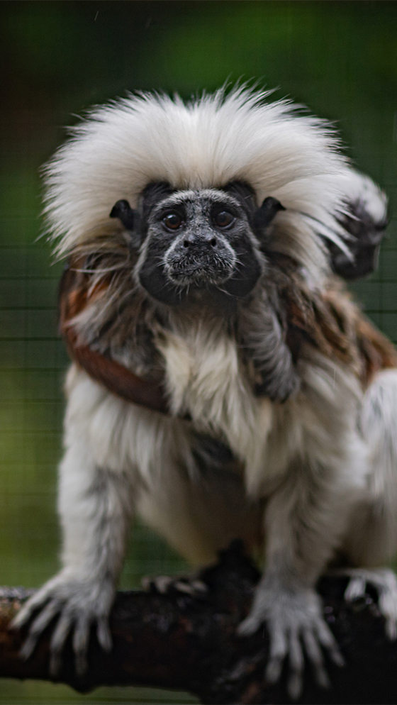 Cotton Top Tamarin 2
