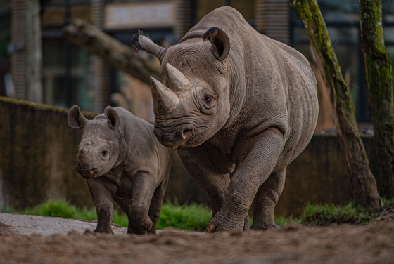 Critically Endangered Eastern Black Rhino Calf, Kasulu, Charges Out Alongside Mum Ema Elsa At Chester Zoo (3)