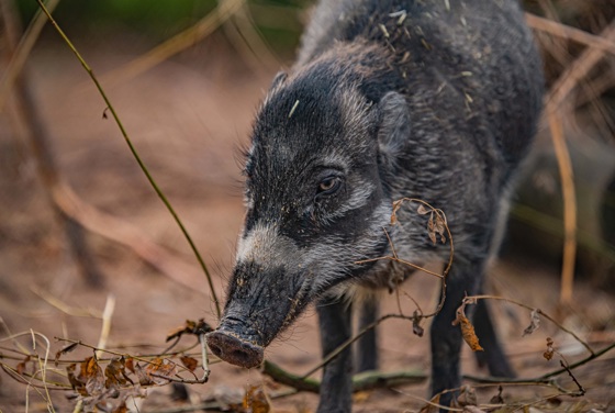 Critically Endangered Visayan Warty Pig At Chester Zoo (5)