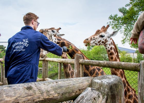 CZ Giraffe Experience