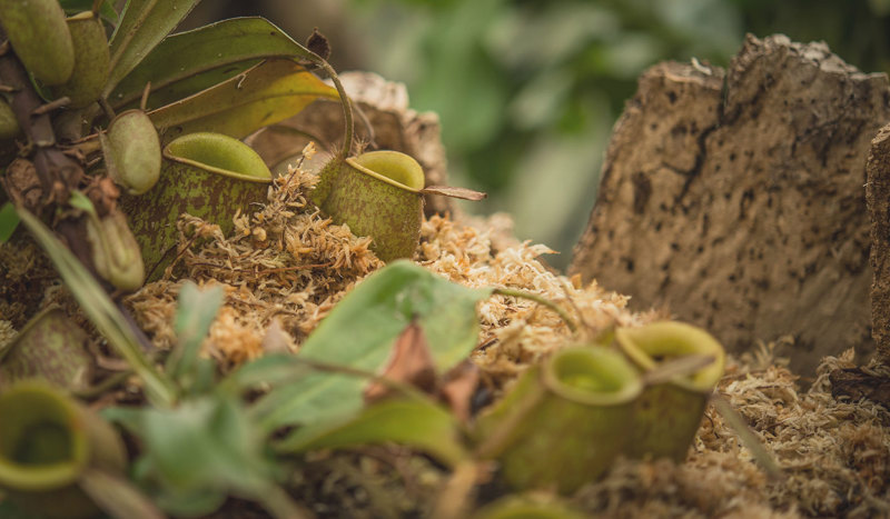 Desktop Web Banner Nepenthes