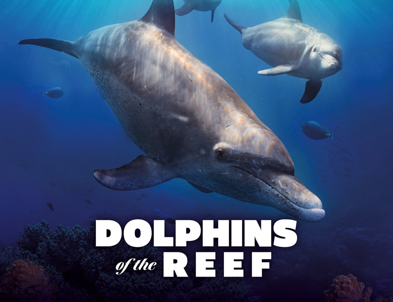 DOLPHINS OF THE REEF VR Experience
