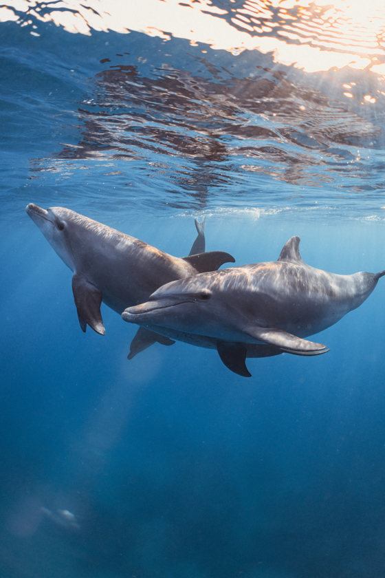 DOLPHINS OF THE REEF VR