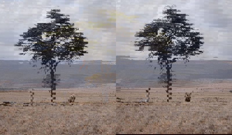 Eastern Black Rhino Africa