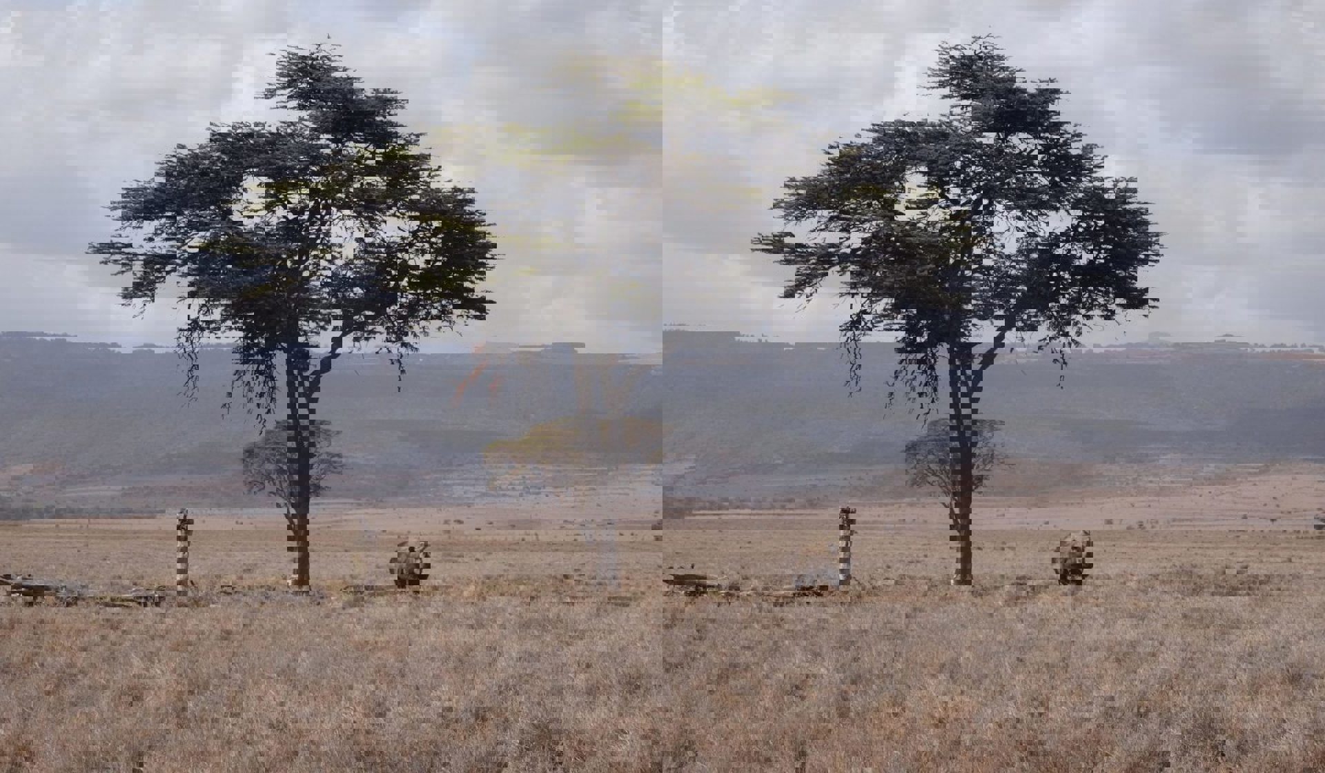 Eastern Black Rhino Africa