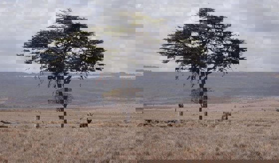 Eastern Black Rhino Africa