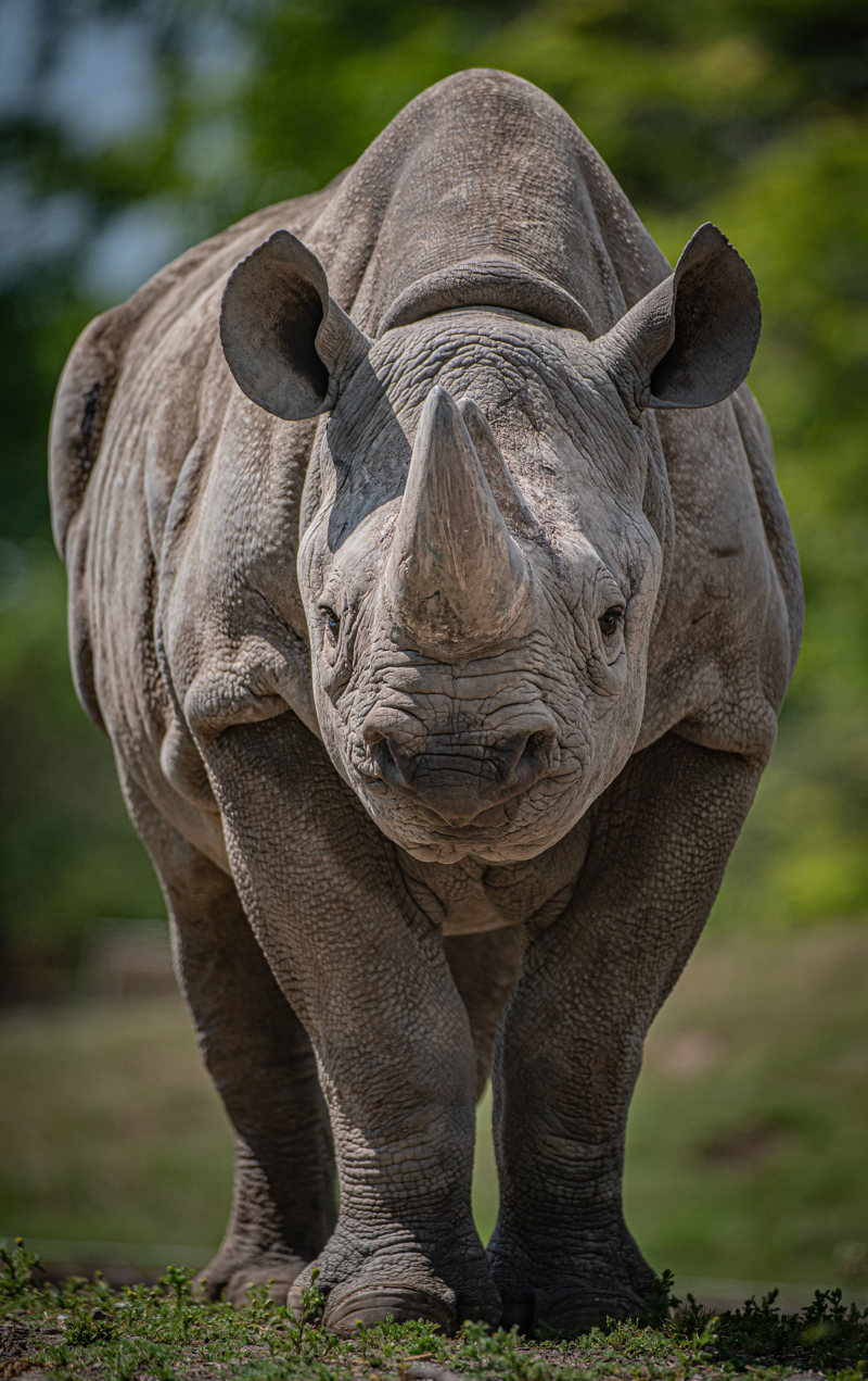 Eastern Black Rhino