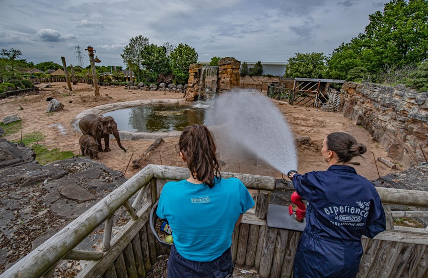 Elephant Experience