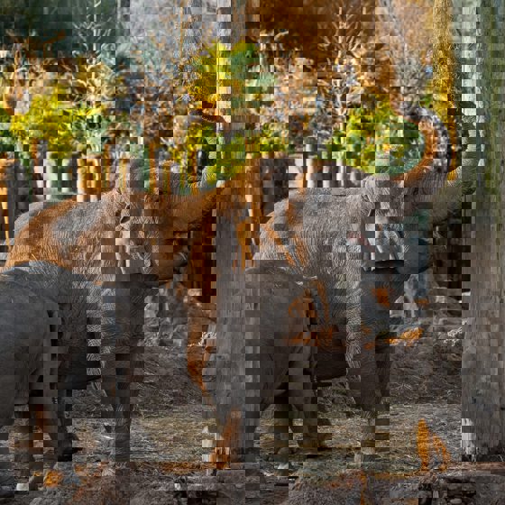 Elephant In The Sun SQUARE