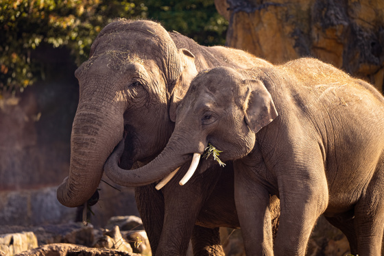 Elephant Oct 2024 (3)