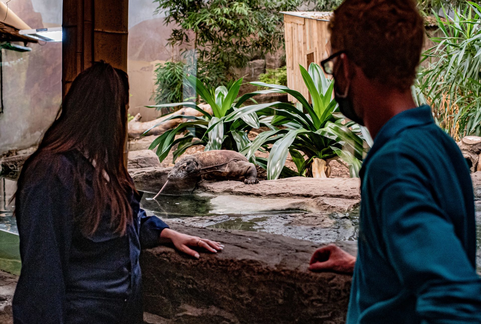 Experience Komodo Dragon