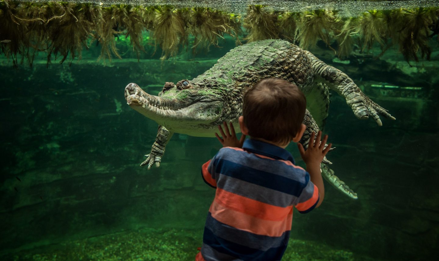 Face To Face With Frankie The Sunda Gharial Crocodile 11 Scaled