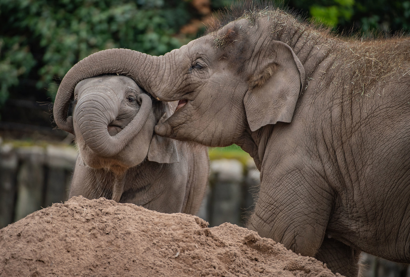 Female Calf, Indali, Was One Of The First Elephants To Recieve The Vaccine At Chester Zoo After Surviving The Disease In 2019