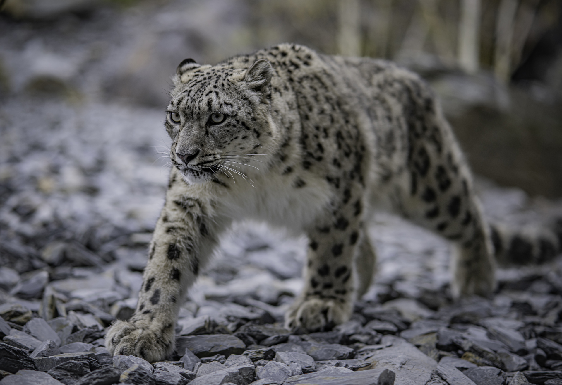 Female Snow Leopard Nubra Has Given Birth To A Cub At Chester Zoo6