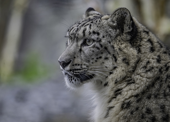 Female Snow Leopard Nubra Side Profile