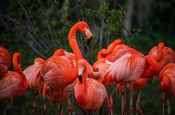 Flamingos In The Latin American Wetlands Aviary