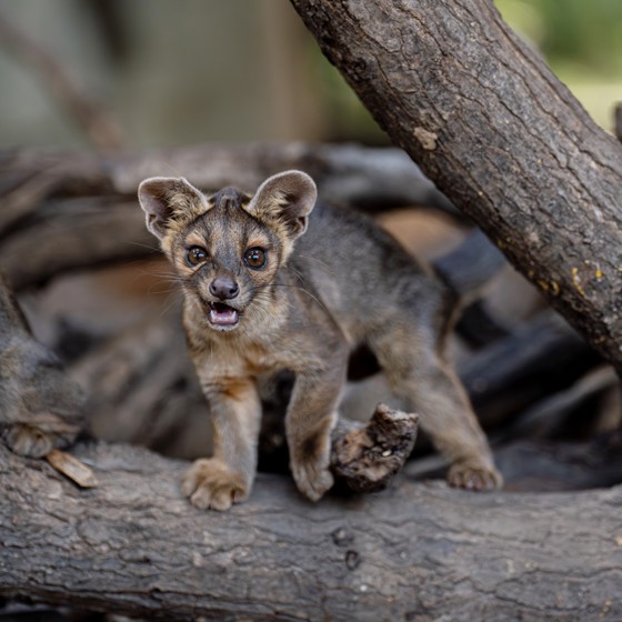 Four Rare Fossa Pups Emerge From Their Den For The First Time At Chester Zoo31 Square
