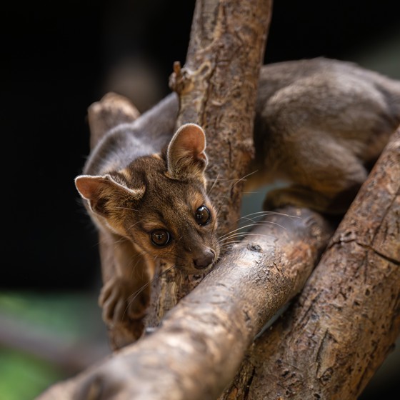 Four Rare Fossa Pups Emerge From Their Den For The First Time At Chester Zoo46 Square