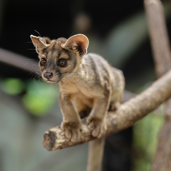 Four Rare Fossa Pups Emerge From Their Den For The First Time At Chester Zoo51 SQUARE