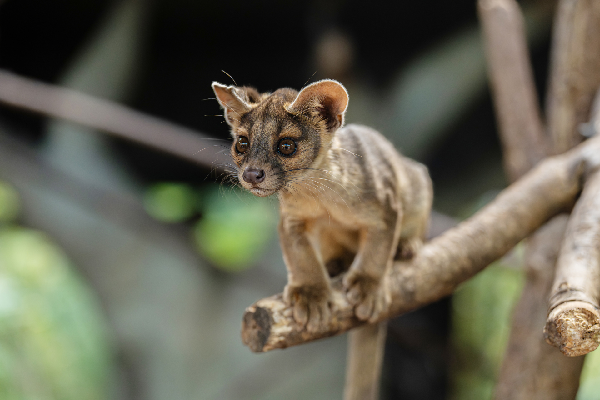 Four Rare Fossa Pups Emerge From Their Den For The First Time At Chester Zoo51