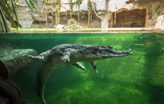 Gharial Landing Page Header Image