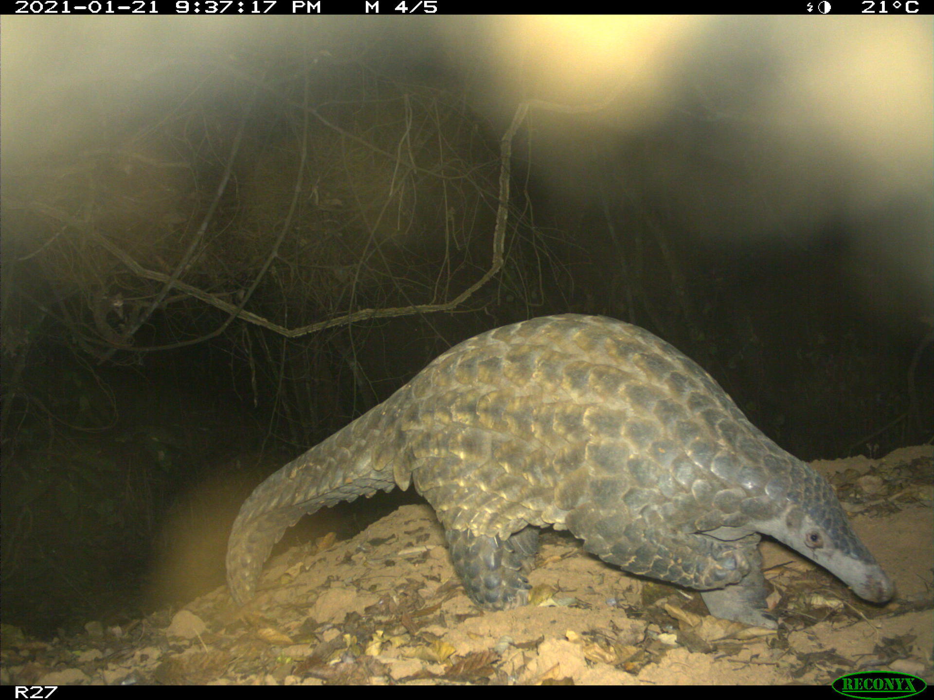 Giant Pangolin In The Wild 2
