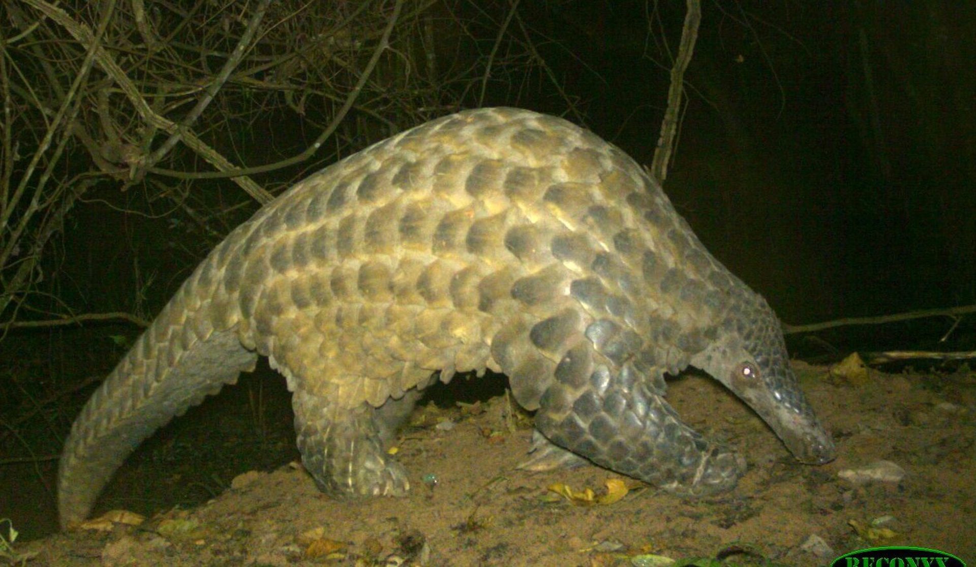 Giant Pangolin In The Wild