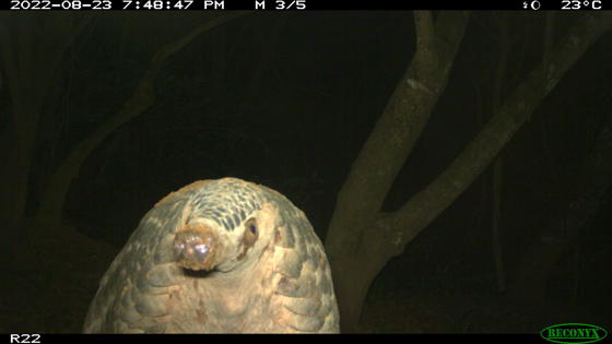 Giant Pangolins In Uganda Chester Zoo Selected (4)