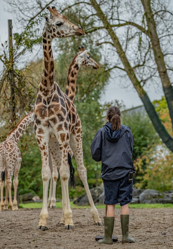 Giraffes With Keeper
