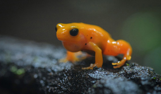Golden Mantella Frog 1