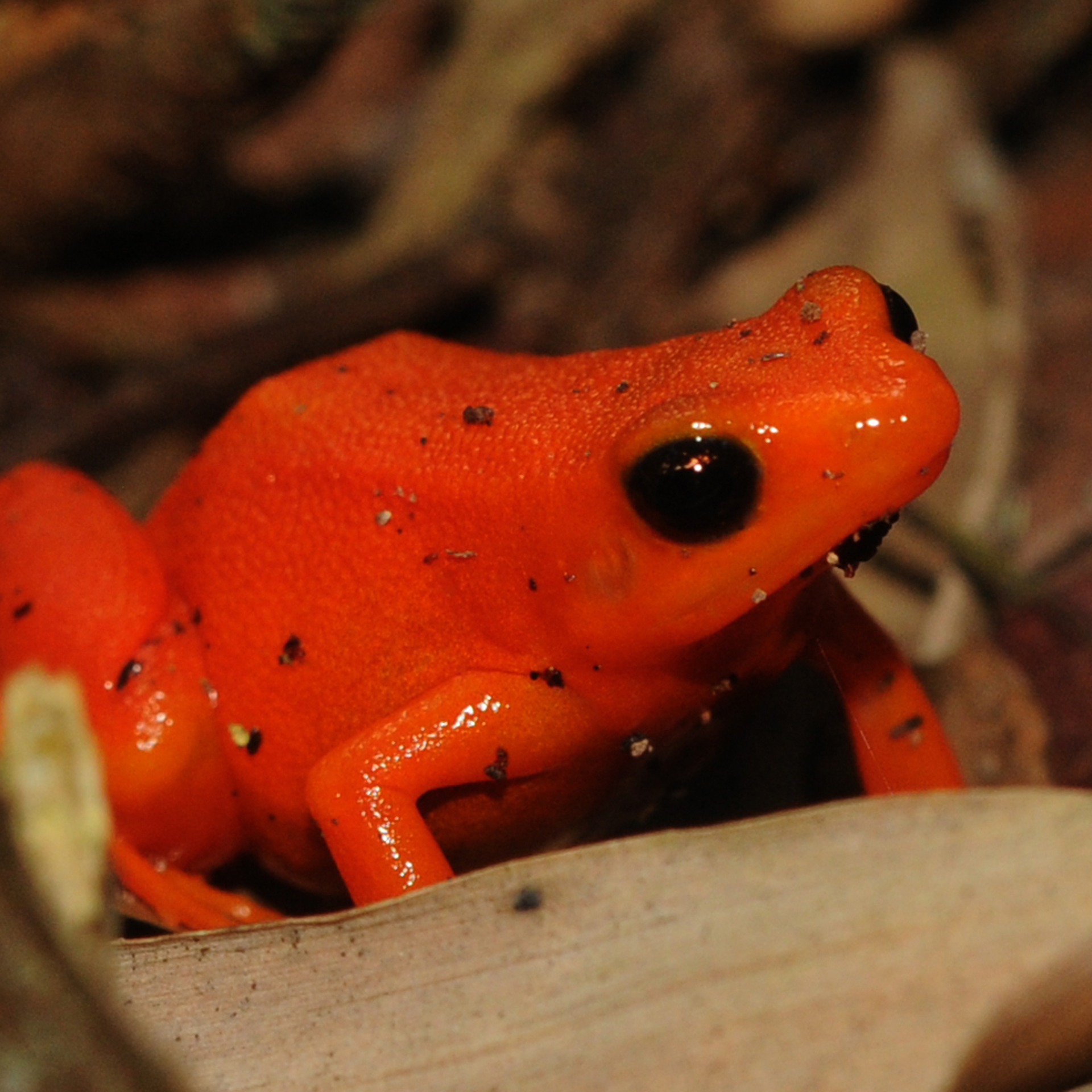 Golden mantella frog at Chester Zoo